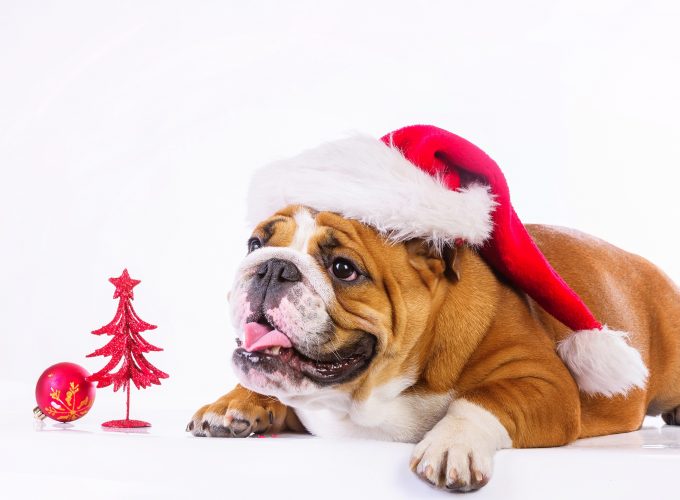 Wallpaper Christmas, New Year, dog, cute animals, 4k, Holidays 756403913